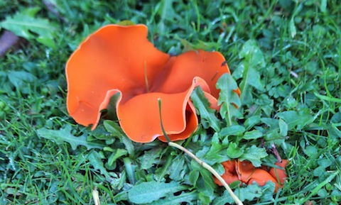 Orange peel fungus.