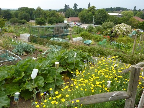 The Aldershot Road allotments pictured a few months ago.