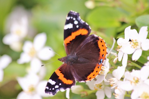 A red admiral – one of several types of butterfly seen on October 26.