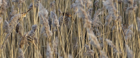 Five bearded reedlings –can you spot them?