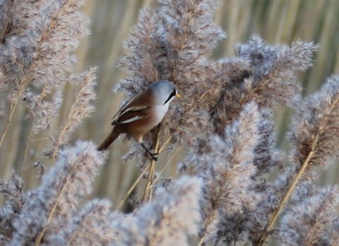 Beadred reedlings, formerly known as bearded tits.