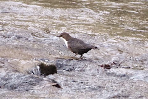A dipper, spotted in stream in Draynes Valley, Cornwall.