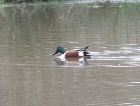 A distant view of one of the three drake shoveler seen on the floodef field.