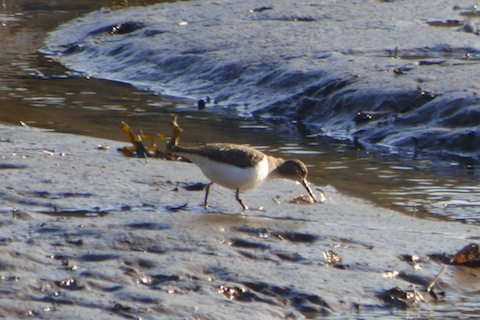 A green sandpiper at Looe Harbour.