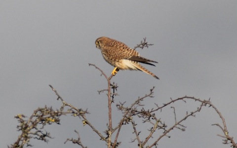 A kestrel welcomes my arrival.
