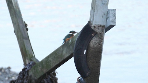 A kingfisher at Looe -perhaps the Shamley Green one is visiting his relatives too!
