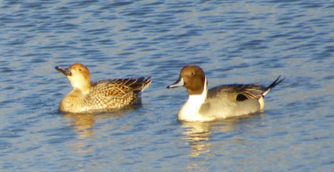 A pair of very smart looking pintail ducks.