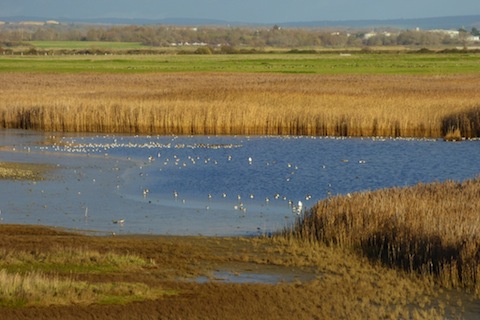 A view across the reedbeds at Farlington.