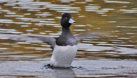 Aerobics time for one of the tufted ducks on Stoke Lake.