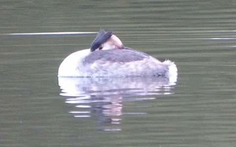 An afternoon siesta for one of three great crested grebes on Stoke Lake.