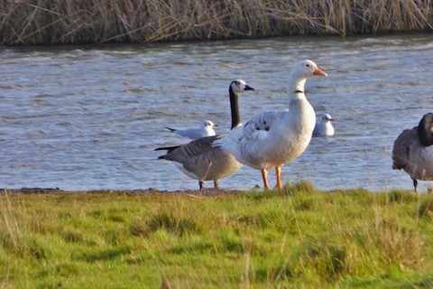 An unusual pair of geese at Farlington.