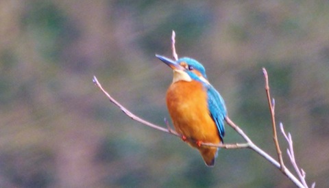 Another latest pleasing shot of a kingfisher.