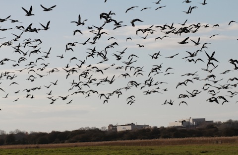 Another flock of brent geese come in to land.