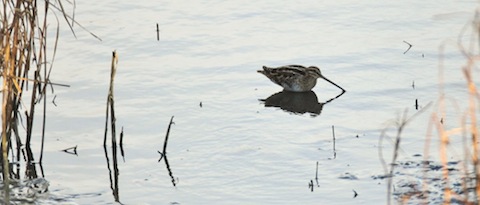Common snipe showing well.