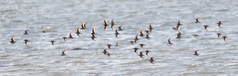 Distant shot of  some small waders out in the harbour- Look a bit like dunlin to me.