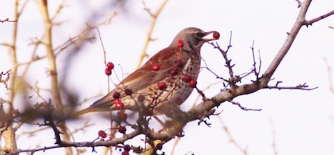 The fieldfare is one of our winter visitors.