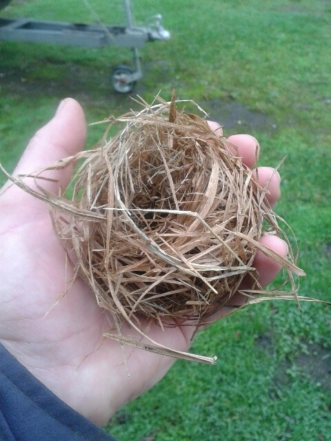 One of the nests found by the Wey Navigation Conservation Volunteers.
