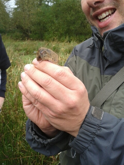 A harvest mouse found during Surrey Wildlife Trust's mammal trapping survey.
