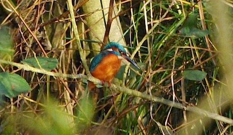 Kingfisher still posing for pictures  in backwaters of Shamley Green.