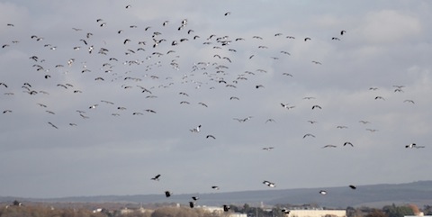 Large flocks of lapwing over the reserve.