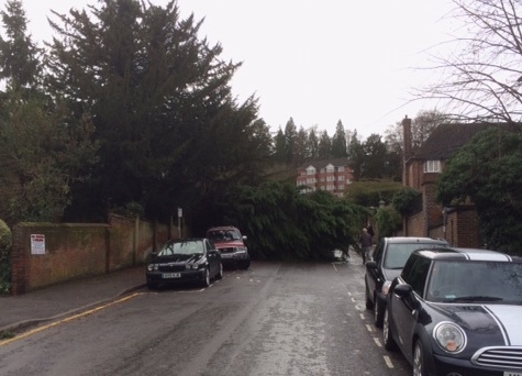 The road was almost blocked by the fallen Leylandii and only passable if vehicles mounted the pavement.