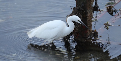 Little egret - one of many seen in the estuary at Looe.