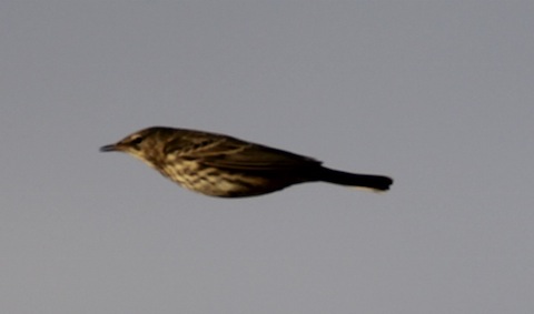 Meadow pipit in flight.