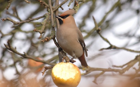 One of many pleasing shots of a waxwing last winter - could this be another wonderful waxwing winter?