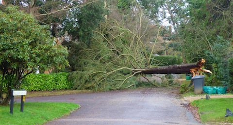One of many trees down - This one in Wonesh Park.