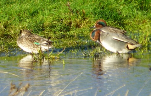 Two drake and one duck (left) teal.