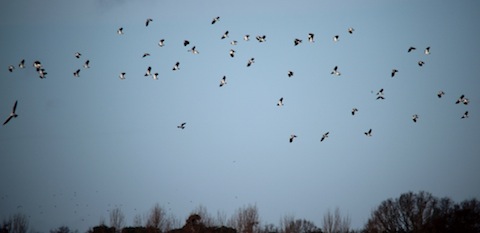 A flock of more than 70 lapwing over Burpham Court Farm.
