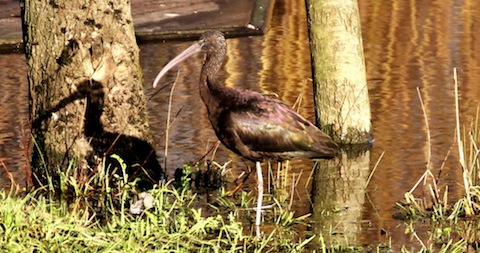 A  last farewell to the glossy ibis showing well in Frensham - a very rare sight for Surrey.
