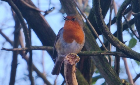 A robin remains tuneful in spite of the floods.