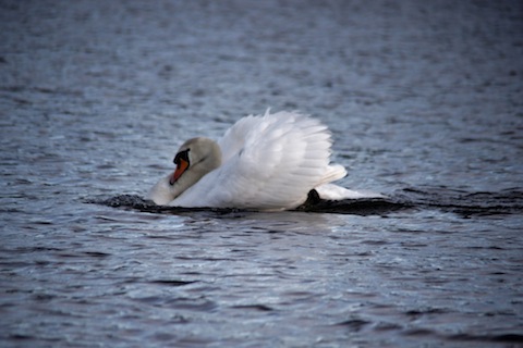 Act of aggression as a swan prepares to see off an intruder.