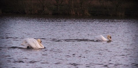 Aggresive swan (left) sees off an unwanted visitor.