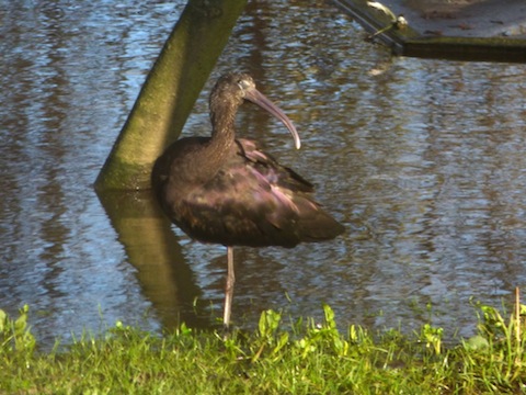 A glossy ibis – a very rare sighting in Surrey.