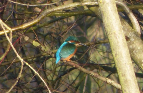 Another kingfisher sighting this one I managed to track down at Stoke Lake.