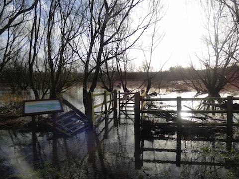 Boardwalk at Stoke submerged by flood water.