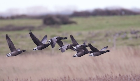 Brent geese at Farlington.