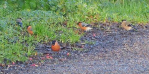 Bullfinches feeding by path near to Stoke Lock Cottage.