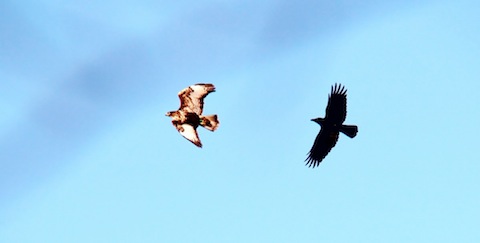 Buzzard (left) being chased by a carrion crow.