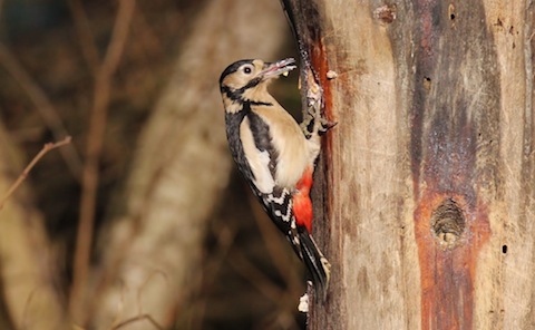 Great-spotted woodpecker.