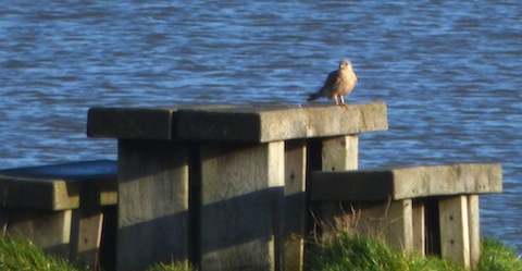 Kestrel enjoys a short rest at one of the picnic tables by Stoke Lake.