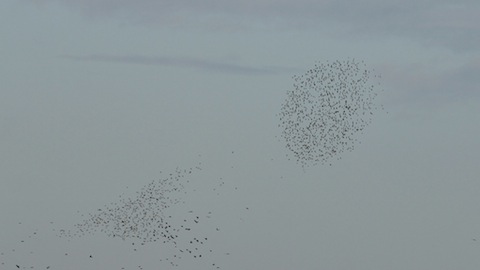Murmeration of starlings.