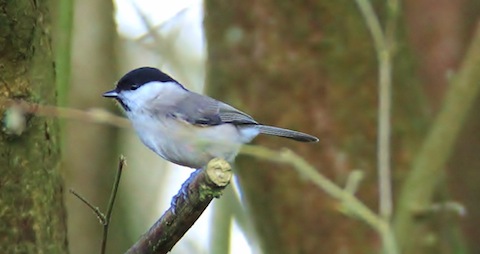My most pleasing picture to date of a marsh tit as it prepares to visit a feeder at Pulborough Brooks.