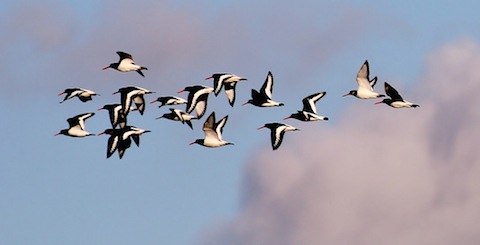 Oystercatchers in flight at Farlington Marshes.