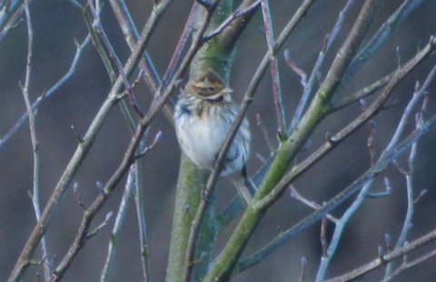 Reed bunting by the boardwalk.