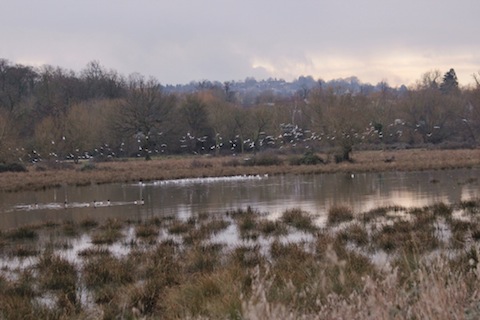 View accross flooded field from Stoke Lock.