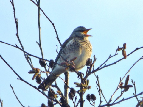 A fieldfare calls out its 'chack, chack', alarm call.