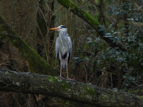 A grey heron poses for a picture.